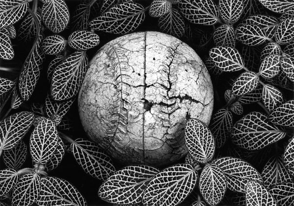 Henry Paine -Ball and Fittonia