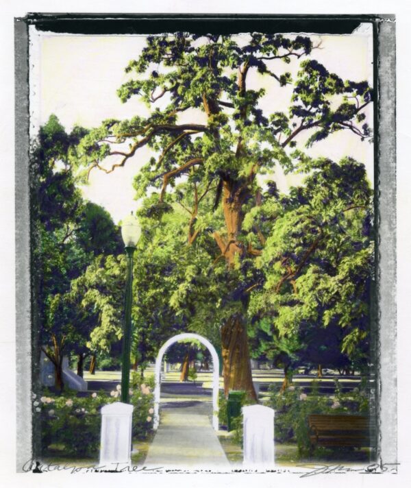 Judith Monroe -Catalpa Tree , 2005 (ED. 1/1)