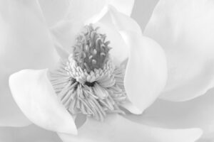 Judy Yemma -Magnolia #2