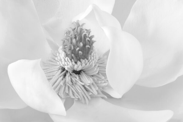 Judy Yemma -Magnolia #2