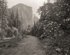 Mark Citret -Dogwood Merced River & El Capitan, 2019 , Contact Print (ED. 3/45)