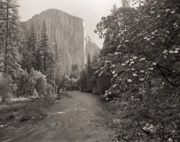 Mark Citret -Dogwood Merced River & El Capitan, 2019 , Contact Print (ED. 3/45)