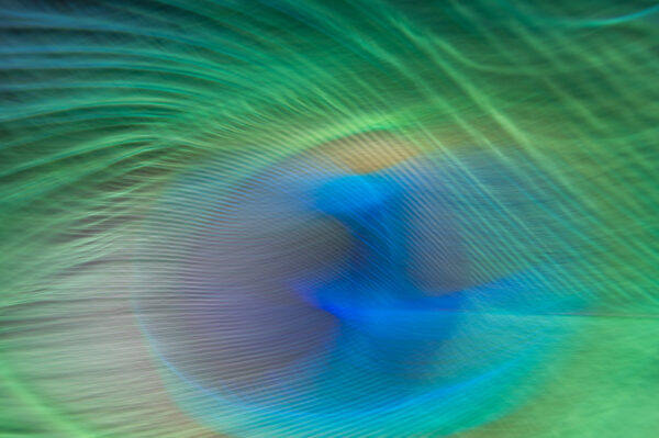 Peacock Feather