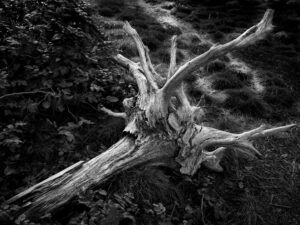 Uprooted Past