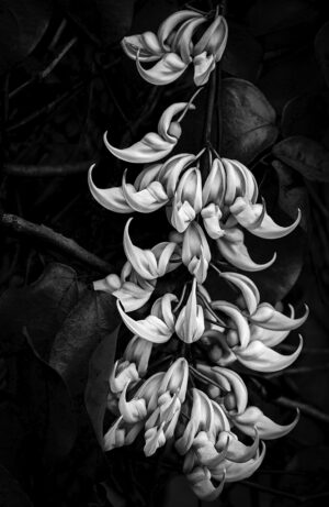 Victoria Ruderman -Jade Vine, Oahu, HI
