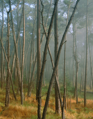 William Neill -Clearing Fog, Monterey Pine Forest, Skyline forest, Monterey (ED. 5/150)