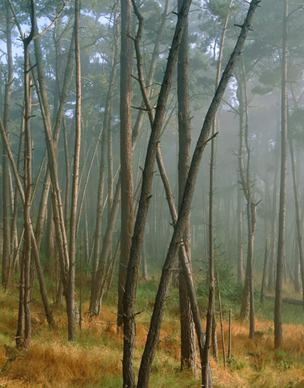 William Neill -Clearing Fog, Monterey Pine Forest, Skyline forest, Monterey (ED. 5/150)