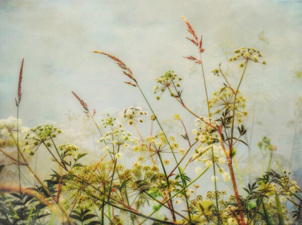 Dianne Poinski -Botanical Harmony, (ED 1/1)
