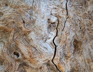 Scott Atkinson - Granary oak
