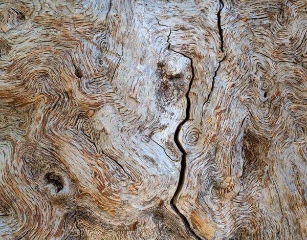 Scott Atkinson - Granary oak