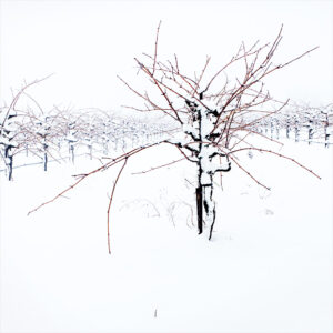 Mark Howell - Vineyard, Spring Snow