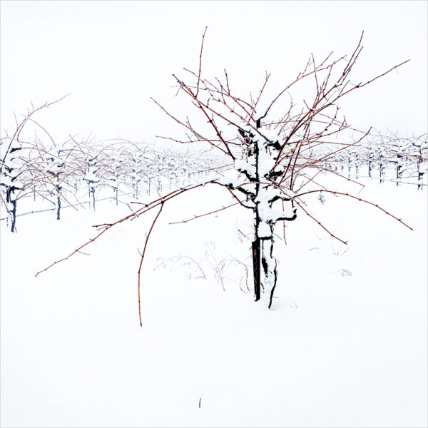 Mark Howell - Vineyard, Spring Snow