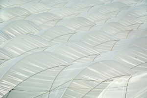 George L. Kennedy - Tenting over blueberry fields, Santa Maria, California