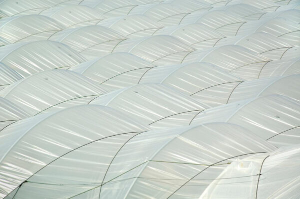 George L. Kennedy - Tenting over blueberry fields, Santa Maria, California