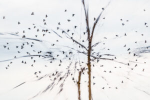 Jan Lightfoot  - A Calling of Birds