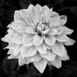 Joy Nieslony - Dahlia