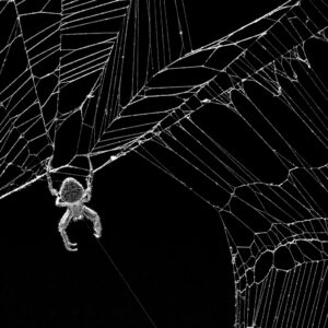 Todd Paige - Web Designer