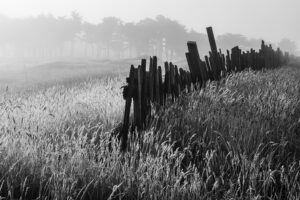 Victoria Ruderman - Fence Line