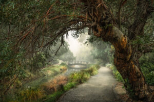 Beth Savidge - Magical Arboretum