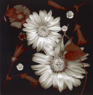 Thomas -Summer Sunflowers, Morning Glory #1