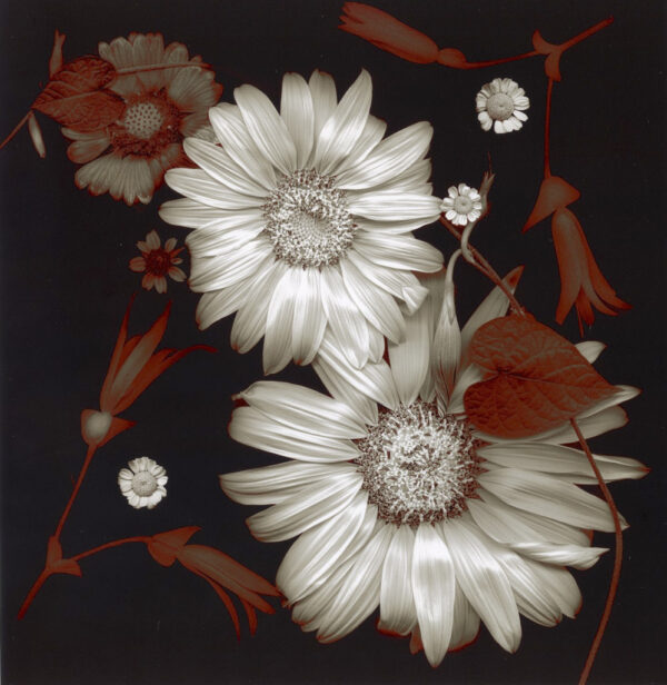 Thomas -Summer Sunflowers, Morning Glory #1