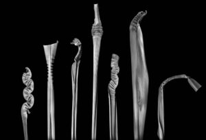 Judy Yemma -Phormium Deformities
