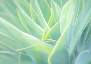 Beth Young -Green Agave Abstract