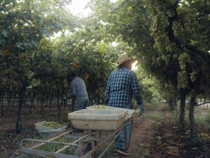 Feeding the Nation: The Heart of Agriculture in Tulare County