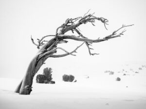 A Windswept Snag Near Winnemucca Lake
