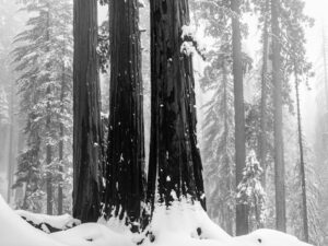 Three Giant Sequoias in Winter