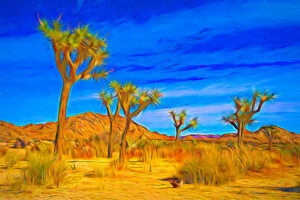 Happy Joshua Trees
