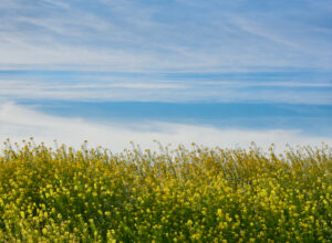 Alan Fishleder - Spring Mustard
