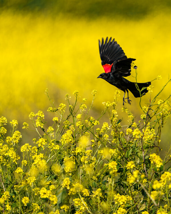 Brad Branan - Blackbird in Mustard