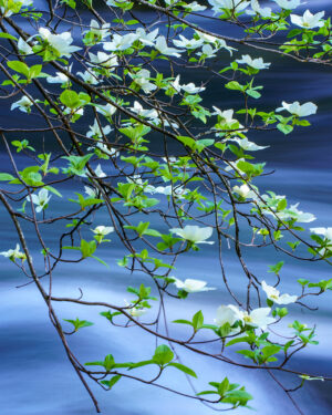 Brad Branan - Dogwood Days