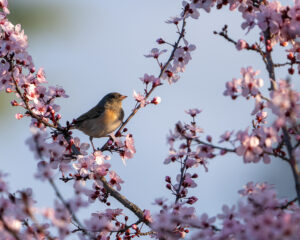 Brad Branan - Junco in Pear Blossoms