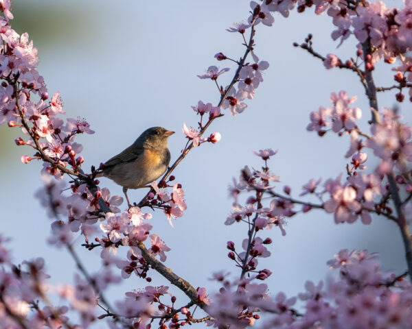 Brad Branan - Junco in Pear Blossoms