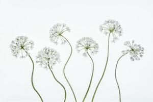 Beth Savidge - Allium