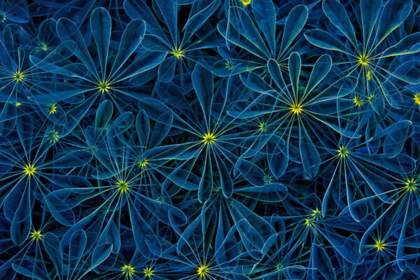 Beth Savidge - Lupine Leaves