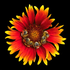 Beth Savidge - Sleeping Native Bees