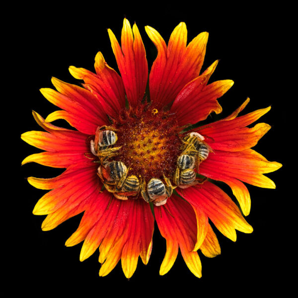 Beth Savidge - Sleeping Native Bees