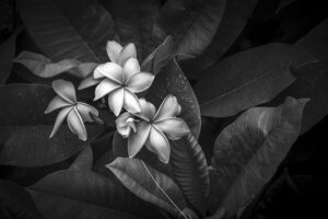David Ruderman - Plumeria #11