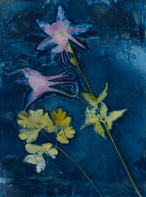 Debra Small  - Spring Columbine