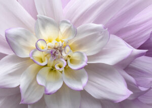 Dolores Frank - Glorius Dahlia