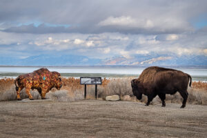 Two Bison, Antelope Island, Utah 2018