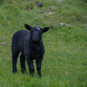James Wilson - Black Sheep Looking