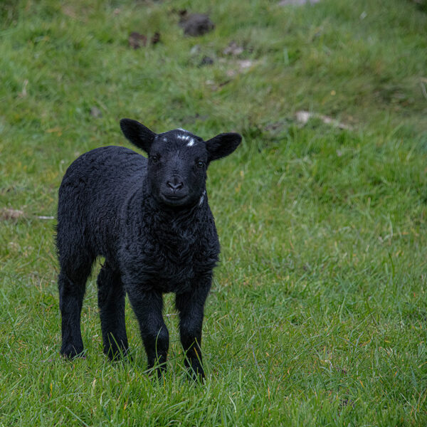 James Wilson - Black Sheep Looking