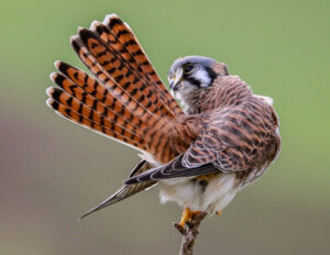 Jeannie O'brien - American Kestrel Preening