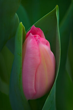 Jo Ann and George Aiello - Tulip Bud
