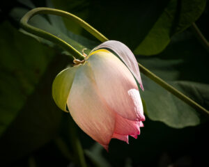 Joey Johnson - Graceful Lotus