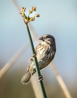 Joey Johnson - Song Sparrow Hanging Out